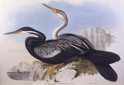 ربة أسترالية (Anhinga novaehollandiae) ، نقش لجون جولد بواسطة جون جولد