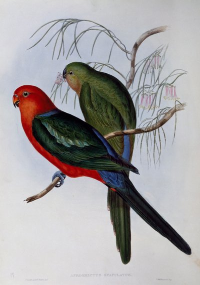 ملك أستراليا ببغاء (أليستروس سكابولاريس) ، نقش بواسطة جون جولد (1804-1881) وهنري قسطنطين ريختر (1821-1902). المملكة المتحدة بواسطة جون جولد