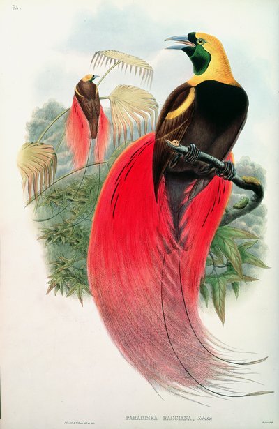 طائر الجنة ، نقش بواسطة T. Walter بواسطة جون جولد