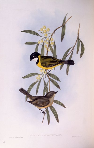 صافرة سوداء الذيل (Pachycephala melanura) ، نقش بواسطة John Gould بواسطة جون جولد