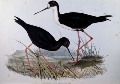 Stilt الأسود (Himantopus novaezelandiae) ، نقش من Birds of Australia بواسطة جون جولد