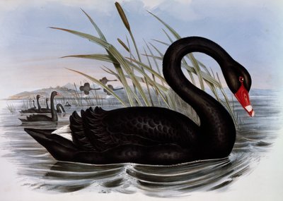 البجعة السوداء (Cygnus atratus) ، نقش من Birds of Australia بواسطة جون جولد