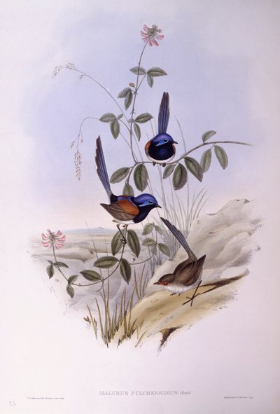 جنية زرقاء الصدر (Malurus pulcherrimus) ، نقش لجون جولد بواسطة جون جولد