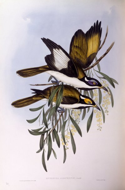 آكل العسل ذو الوجه الأزرق (Entomyzon cyanotis) ، نقش بواسطة John Gould بواسطة جون جولد