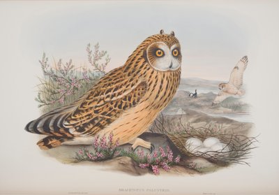 Brachyotus Palustris ، لوحة من طيور بريطانيا العظمى جون جولد ، تم نشرها 1862-1873 (ليثو ملون باليد) بواسطة جون جولد