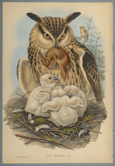 Bubo Maximus: Owl (لون ليثو على ورق منسوج) بواسطة جون جولد