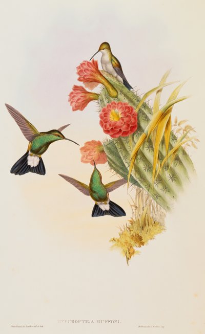 محرك بوفون (Hypuroptila Buffon) مأخوذ من دراسة عن Trochilidae بواسطة جون جولد