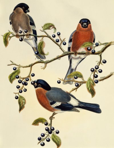 Bullfinch (Pyrrhula pyrrhula) ، نقش بواسطة John Gould (1804-1881). المملكة المتحدة بواسطة جون جولد