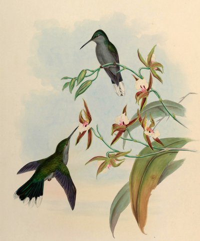 Campylopterus latipennis = العطيفة الحلزونية بواسطة جون جولد