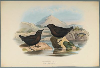 Cinclus Pallasi: Pallas Water Ouzel (ليثو ملون على ورق منسوج) بواسطة جون جولد