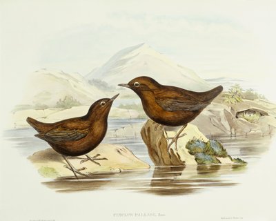 الباشق المطوق (Accipiter cirrocephalus) ، نقش بواسطة جون جولد بواسطة جون جولد