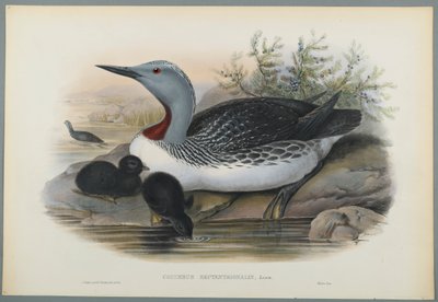 Colymbus Septentrionalis: غطاس أحمر محاط (ليثو ملون على ورق منسوج) بواسطة جون جولد