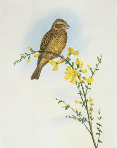 درسة الذرة (Miliaria o Emberiza calandra) ، نقش بواسطة John Gould بواسطة جون جولد