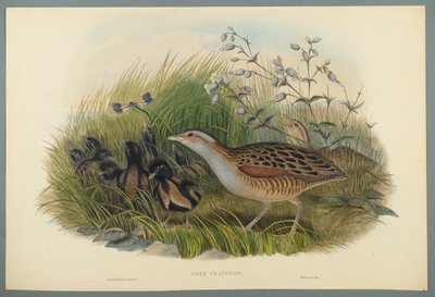 Crex Pratensis - Land Rail أو Corn Crane (litho color on wove paper) بواسطة جون جولد