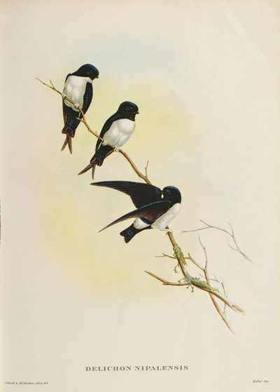 Delichon nipalensis ، من "قرن من الطيور من جبال الهيمالايا" ، 1830-1832 بواسطة جون جولد