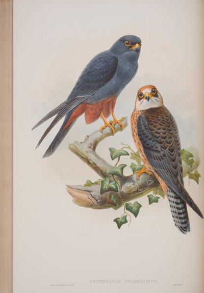 Erythropus Vespertinus ، لوحة من طيور بريطانيا العظمى جون جولد ، نشرت 1862-1873 (ليثو ملون باليد) بواسطة جون جولد