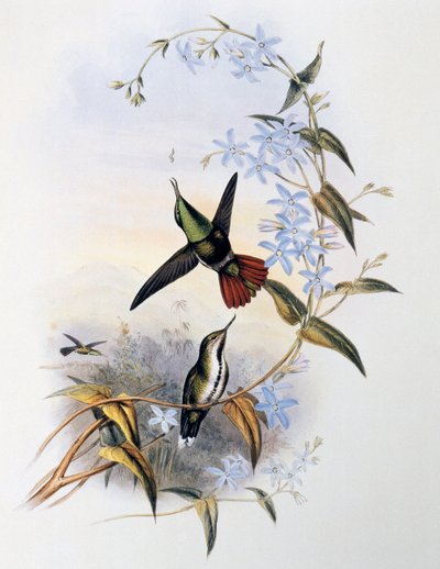 الناري الذيل (Avocettula recurvirostris) بواسطة جون جولد