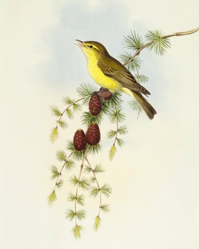 صائد الذباب (Ficedula hypolaris) ، نقش بواسطة جون جولد بواسطة جون جولد