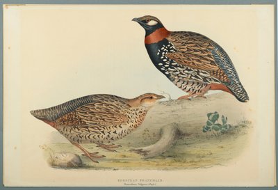 Francolinus Vulgaris (Briss): Francolin الأوروبي (ليثو ملون على ورق منسوج) بواسطة جون جولد