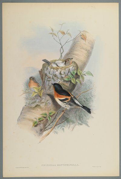 Fringilla Montifringilla - Bramblefinsh (ليثو ملون على ورق منسوج) بواسطة جون جولد