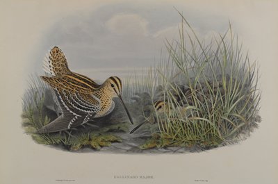 Gallinago Major - قناص عظيم بواسطة جون جولد