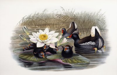 Gallinula Chloropus بواسطة جون جولد