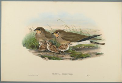 Glareola Pratincola - Pratincole الشائعة (ليثو ملونة على ورق منسوج) بواسطة جون جولد