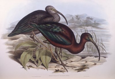 أبو منجل اللامع (Plegadis falcinellus) ، نقش لجون جولد بواسطة جون جولد