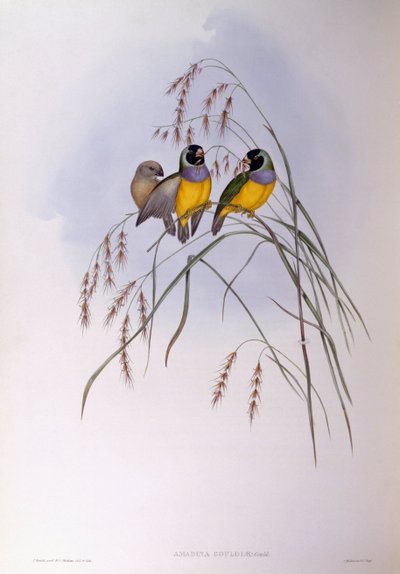 Gouldian Finch (Chloebia أو Erythrura gouldiae) ، نقش بواسطة John Gould بواسطة جون جولد