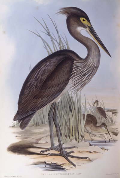 مالك الحزين ذو المنقار العظيم (Ardea sumatrana) ، نقش بواسطة John Gould بواسطة جون جولد