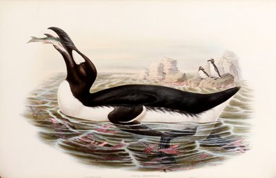 جريت أوك ، من "طيور بريطانيا العظمى" ، نشرت لندن 1862-1873 بواسطة جون جولد