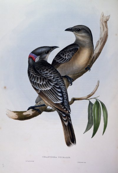 طائر التعريشة العظيم (Chlamydera nuchalis) ، نقش من Birds of Australia بواسطة جون جولد