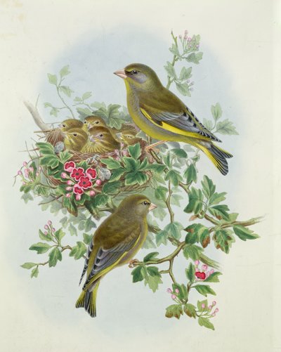 Greenfinch ، 1873 (مرحاض ، قلم رصاص على ورق) بواسطة جون جولد