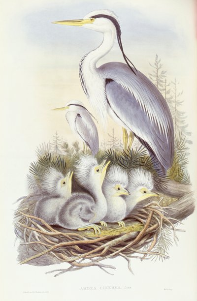 مالك الحزين الرمادي (Ardea cinerea) ، نقش بواسطة John Gould بواسطة جون جولد