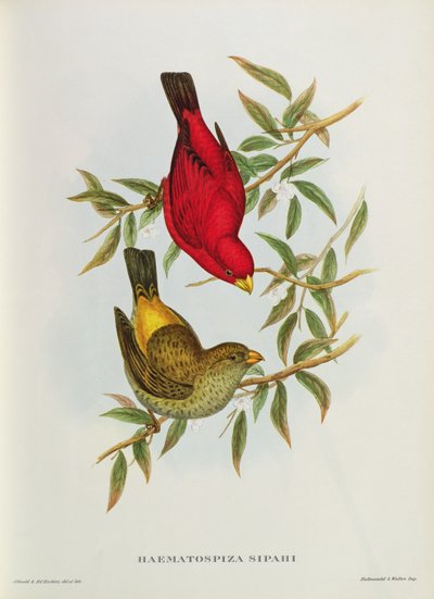 Haematospiza Sipahi ، توضيح من "طيور آسيا" ، المجلد. أنا ، الأجزاء I-VI ، بقلم جون جولد ، 1850-1854 بواسطة جون جولد