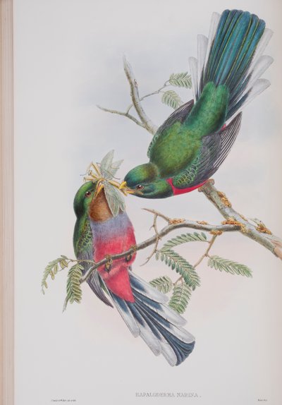 Hapaloderma Narina ، لوحة من طيور بريطانيا العظمى جون جولد ، نشرت 1862-1873 (ليثو ملون باليد) بواسطة جون جولد