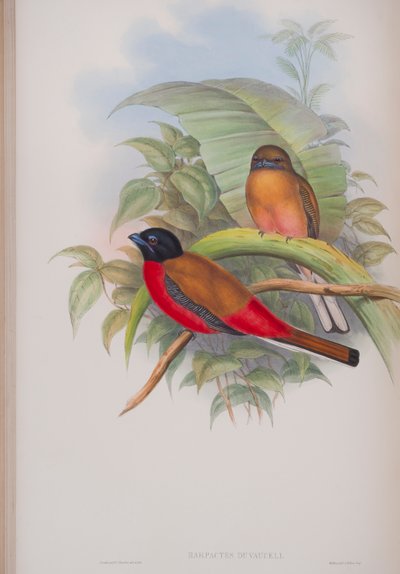 Harpactes Duvauceli ، لوحة من طيور بريطانيا العظمى بواسطة جون جولد ، تم نشرها 1862-1873 (ليثو ملون يدويًا) بواسطة جون جولد