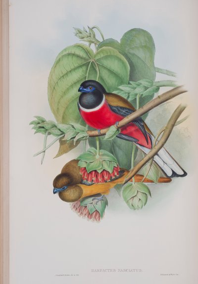 Harpactes Fasciatus ، لوحة من طيور بريطانيا العظمى من قبل جون جولد ، نشرت 1862-1873 (ليثو ملون باليد) بواسطة جون جولد