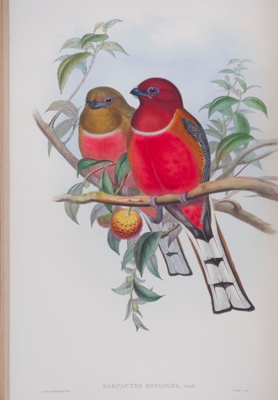 Harpactes Hodgsoni ، لوحة من طيور بريطانيا العظمى بواسطة جون جولد ، تم نشرها عام 1862-1873 (ليثو ملون يدويًا) بواسطة جون جولد
