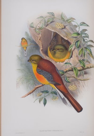 Harpactes Oreskios ، لوحة من طيور بريطانيا العظمى بواسطة جون جولد ، تم نشرها 1862-1873 (ليثو ملون يدويًا) بواسطة جون جولد