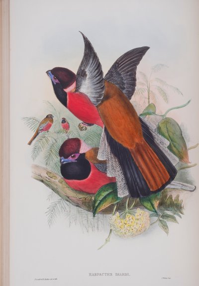 Harpactus Diardi ، لوحة من طيور بريطانيا العظمى بواسطة جون جولد ، تم نشرها 1862-1873 (ليثو ملون يدويًا) بواسطة جون جولد