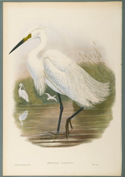 Herodias Garzetta - Little Egret (لون ليثو على ورق منسوج) بواسطة جون جولد