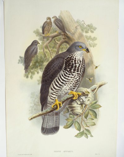صقر العسل (Pernis apivorus) ، رسم توضيحي بواسطة جون جولد