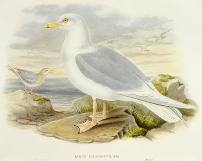 نورس أيسلندا (Larus glaucoides) ، نقش بواسطة جون جولد بواسطة جون جولد