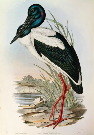 رسم توضيحي من فيلم John Gould "The Birds of Australia" يمثل اللقلق الأسود Ephippiorhynchus asiaticus ، بواسطة جون جولد