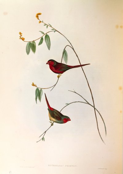 رسم توضيحي من John Gould "طيور أستراليا" يمثل سيارة Crimson Finch Neochmia phaeton ، نقش ملون بواسطة جون جولد