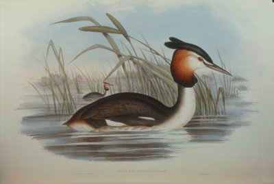رسم توضيحي من فيلم "The Birds of Australia" لجون جولد يمثل المتوج الجنوبي Grebe Podiceps cristatus australis ، بقلم أوسكار دريسلر بواسطة جون جولد
