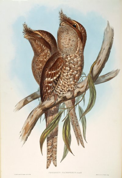 رسم توضيحي من فيلم "The Birds of Australia" لجون جولد يمثل Tawny Frogmouth Podargus strigoides ، بقلم أوسكار دريسلر بواسطة جون جولد