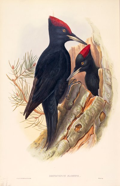 رسم توضيحي من John Gould "طيور بريطانيا العظمى" يمثل زوجًا من نقار الخشب الأسود Dryocopus martius بواسطة جون جولد