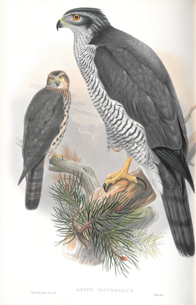 رسم توضيحي لـ Astur Palumbarius (Goshawk) بواسطة جون جولد